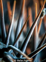 "But he that dares not grasp the thorn Should never crave... by Stefan Follows 